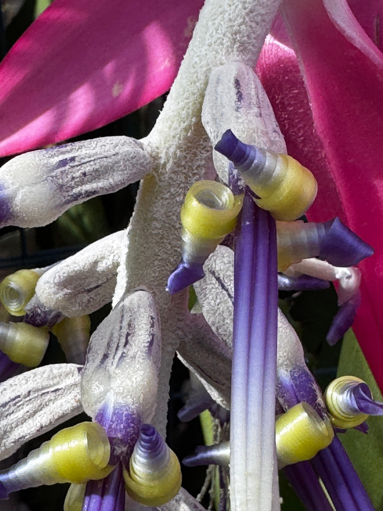 Billbergia alfonsi joannis