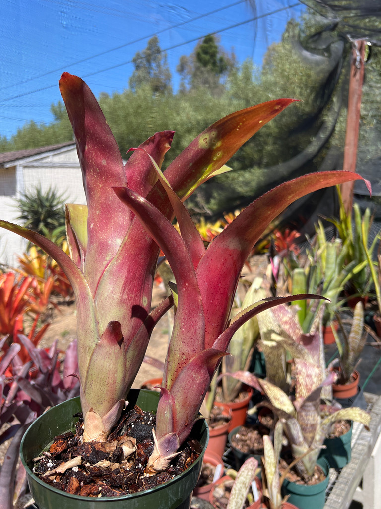Billbergia hybrid (rosy red)