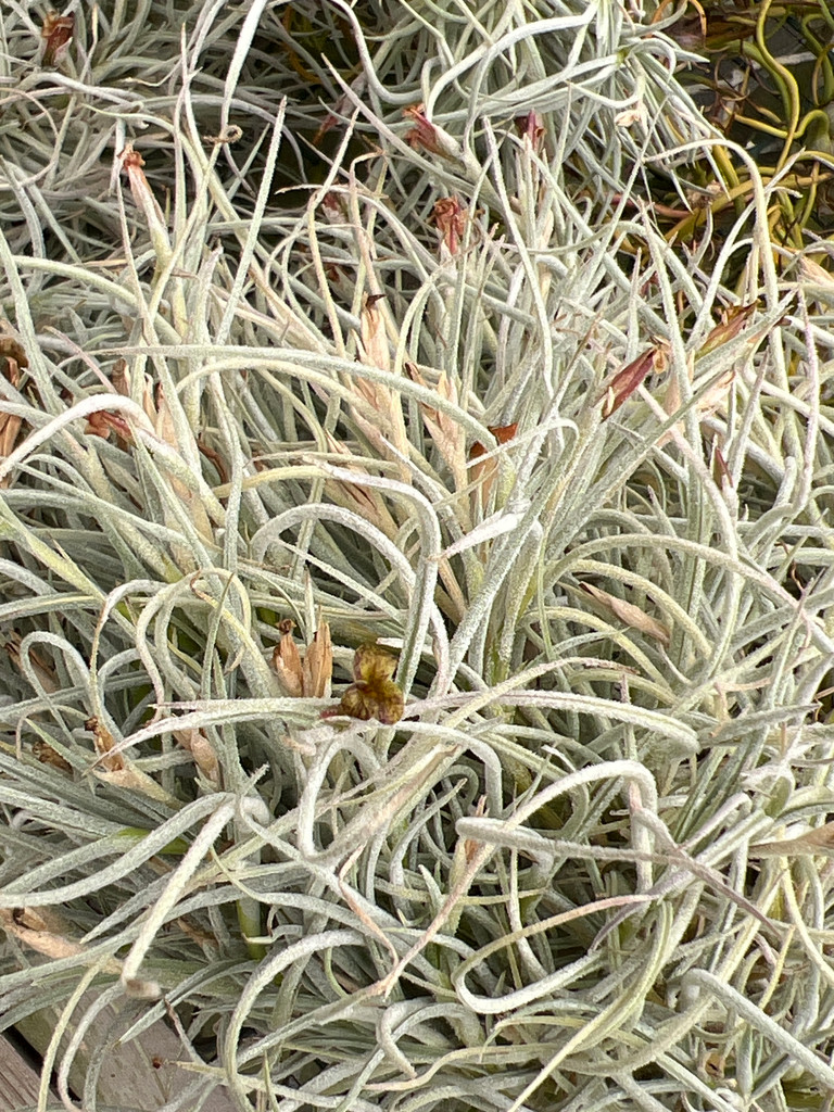 Tillandsia usneoides x caliginosa