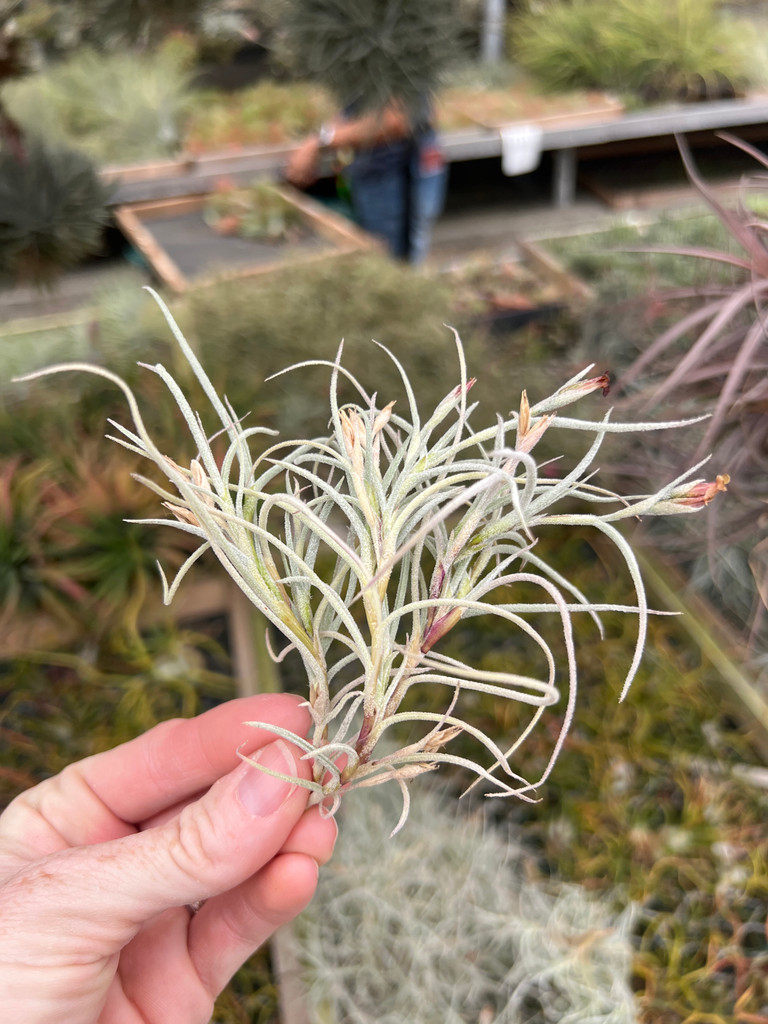 Tillandsia usneoides x caliginosa