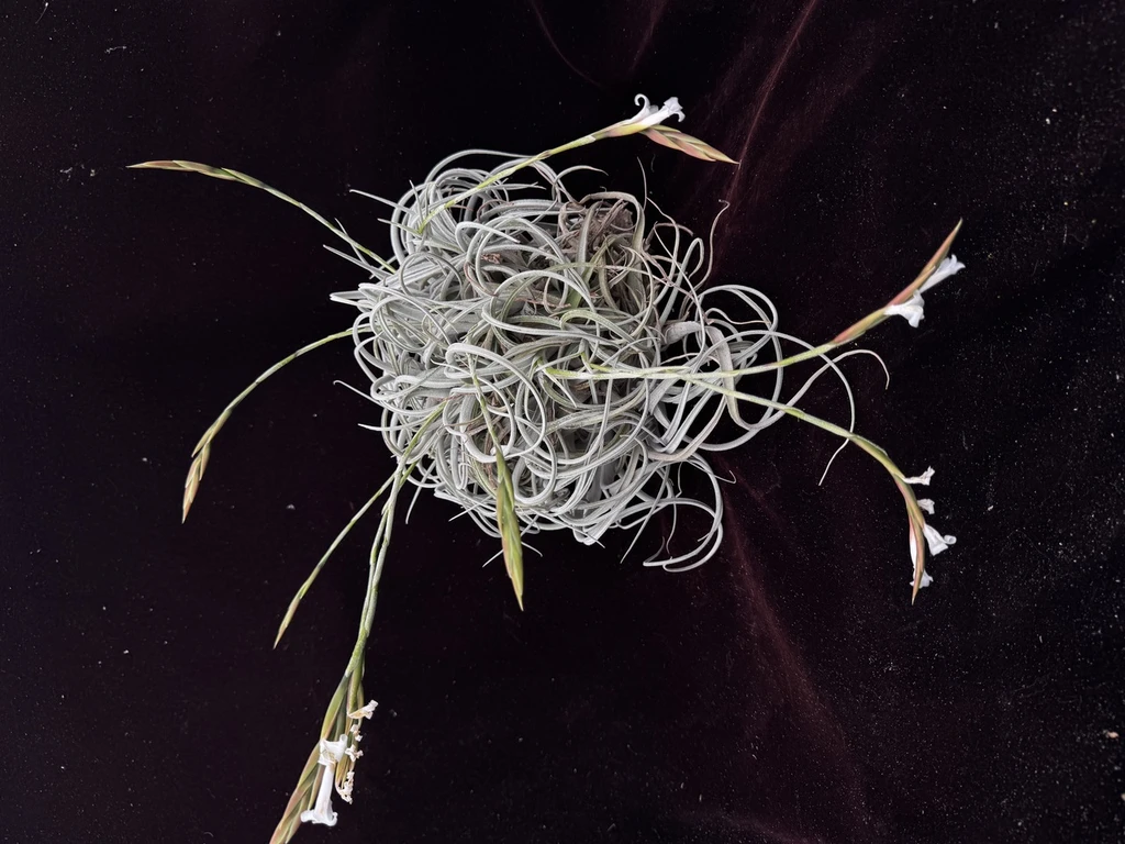 Tillansia chiletensis