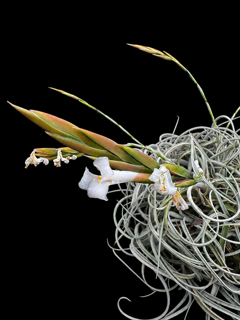 Tillansia chiletensis