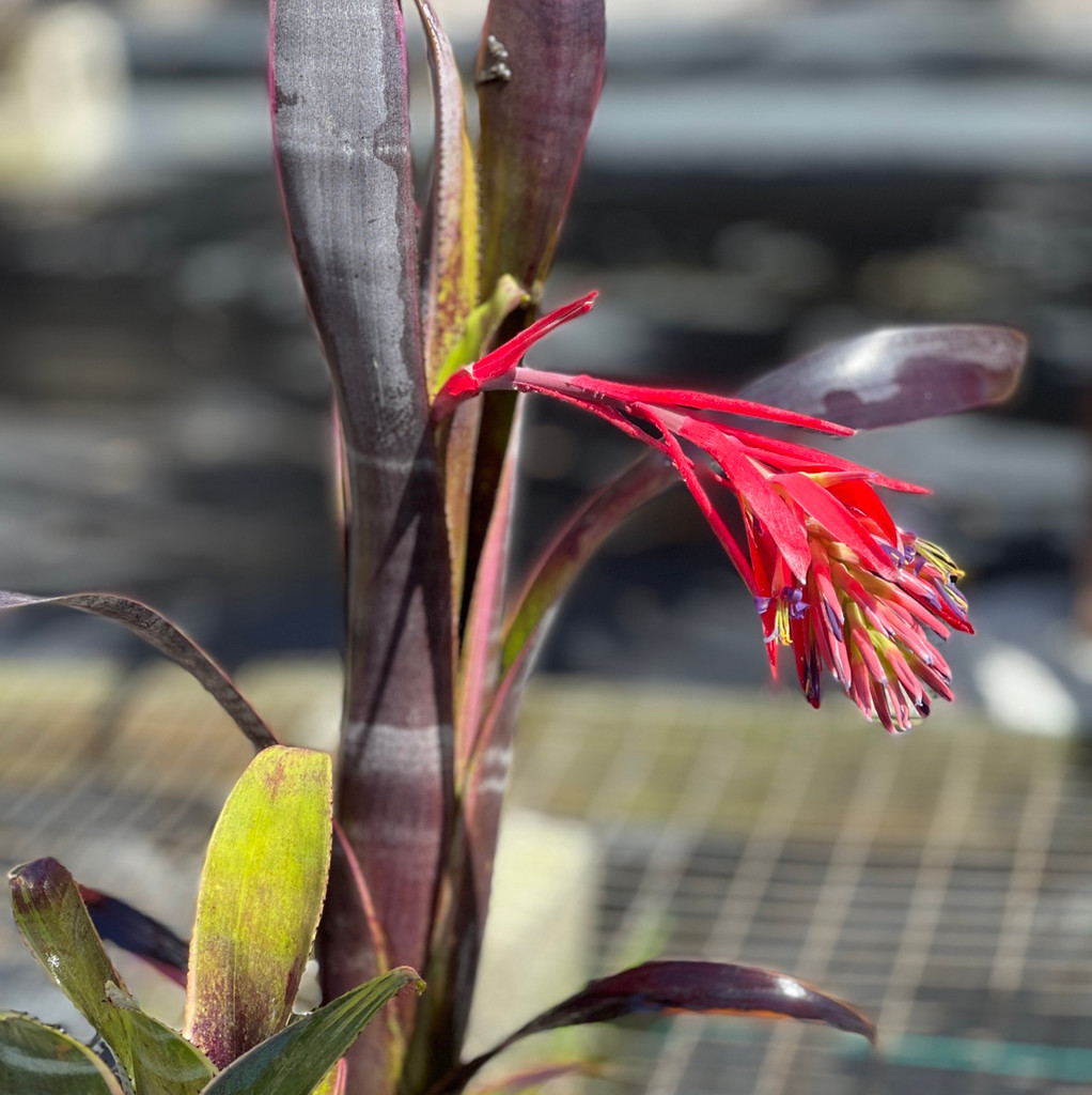 Billbergia vittata 'RG French'