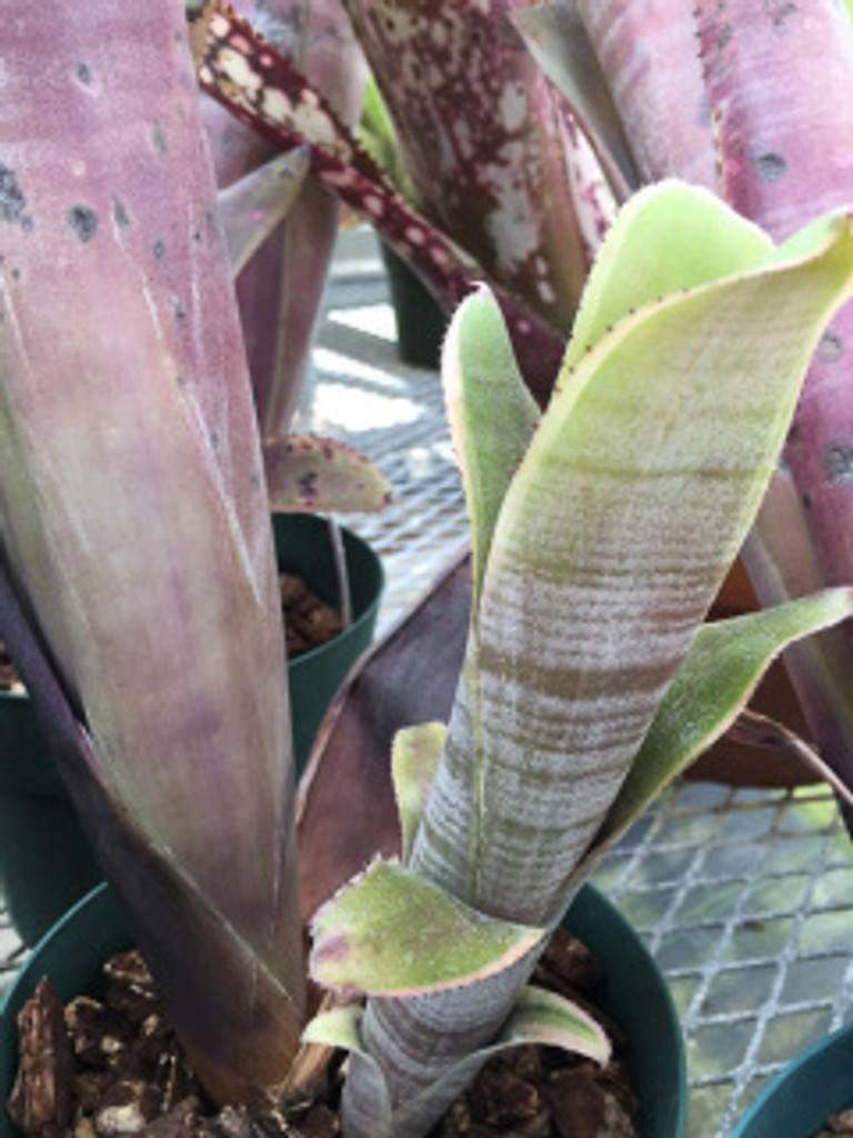 Billbergia vittata 'RG French'