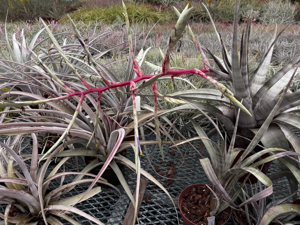 Tillandsia leucolepis