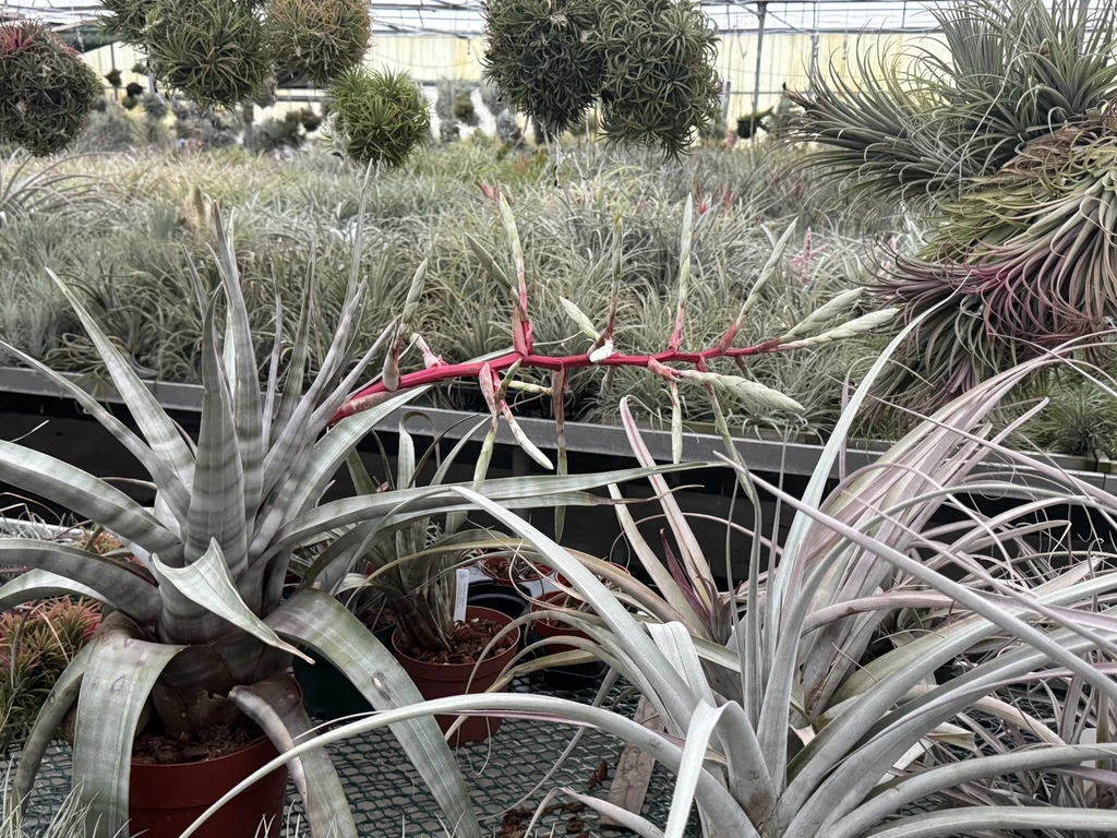 Tillandsia leucolepis