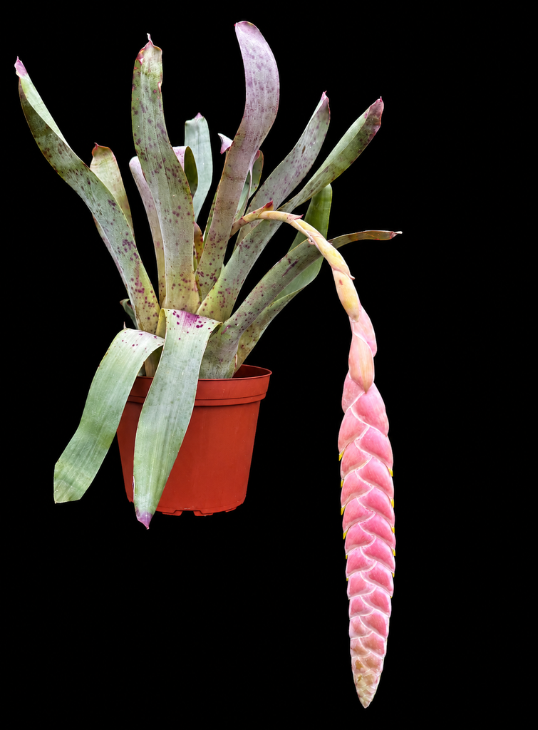 Vriesea pardalina