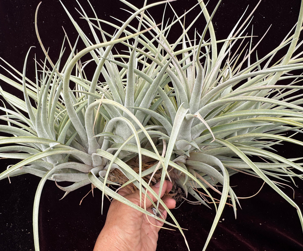 Tillandsia espinosae X xerographica