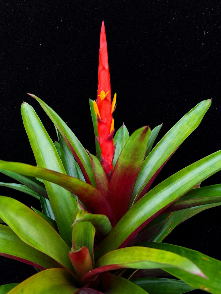 Guzmania berteroniana