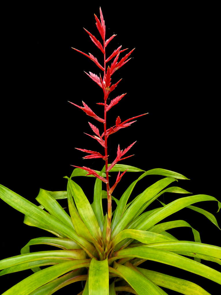 Vriesea elate X zamorenis