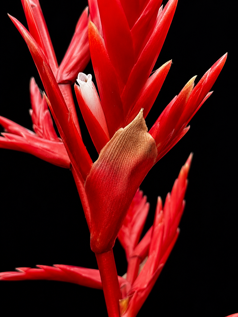 Vriesea elate X zamorenis