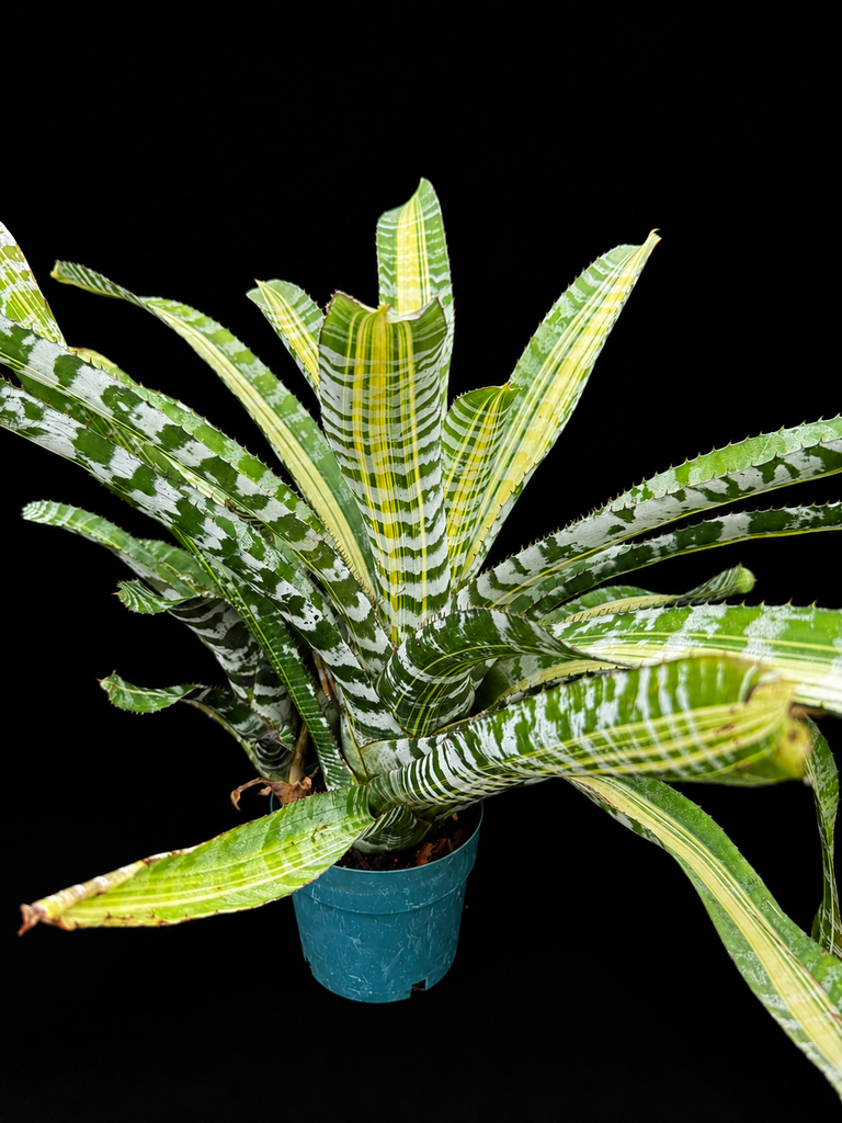 Aechmea chantini 'Samurai'