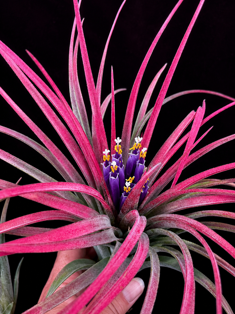 Tillandsia ionantha x capitata (Red)