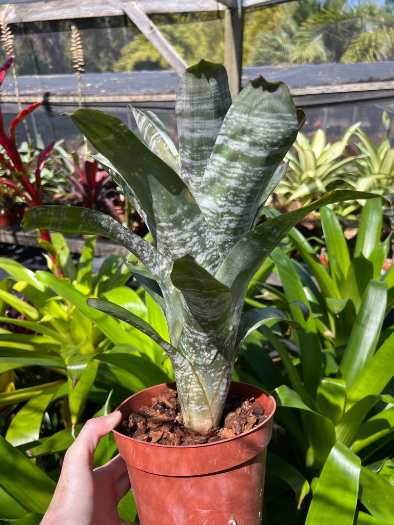 Aechmea fasciata spineless