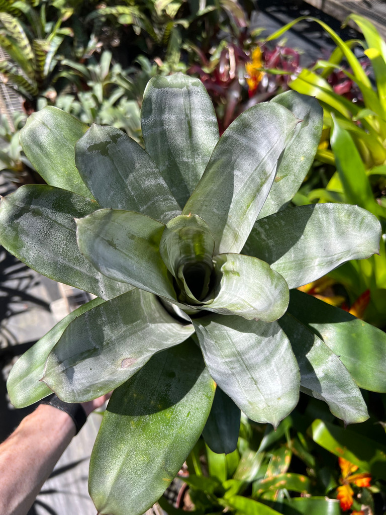 Aechmea fasciata spineless