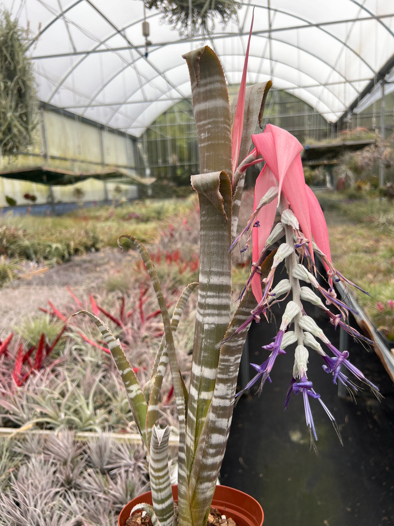 Billbergia brasiliensis