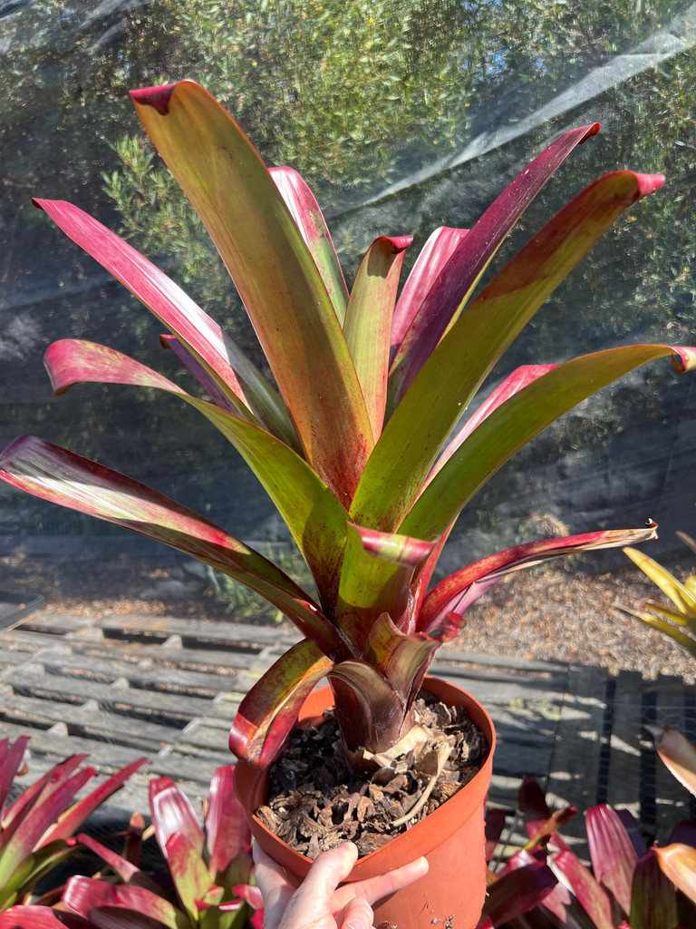 Alcantarea vinicolor