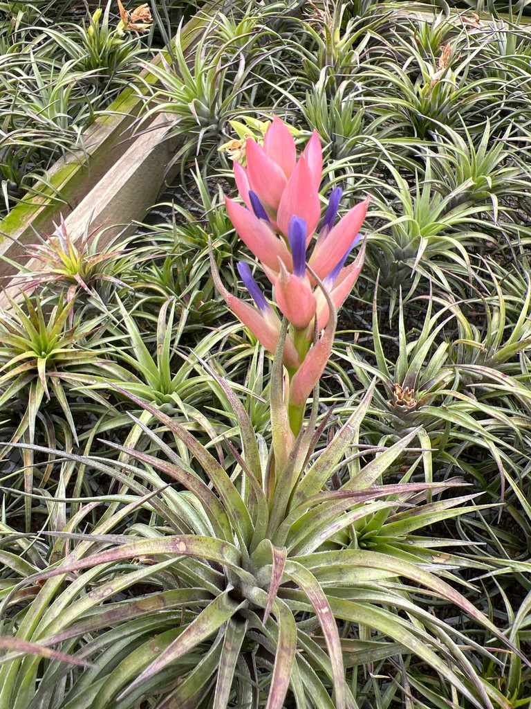 Tillandsia stricta x neglecta 