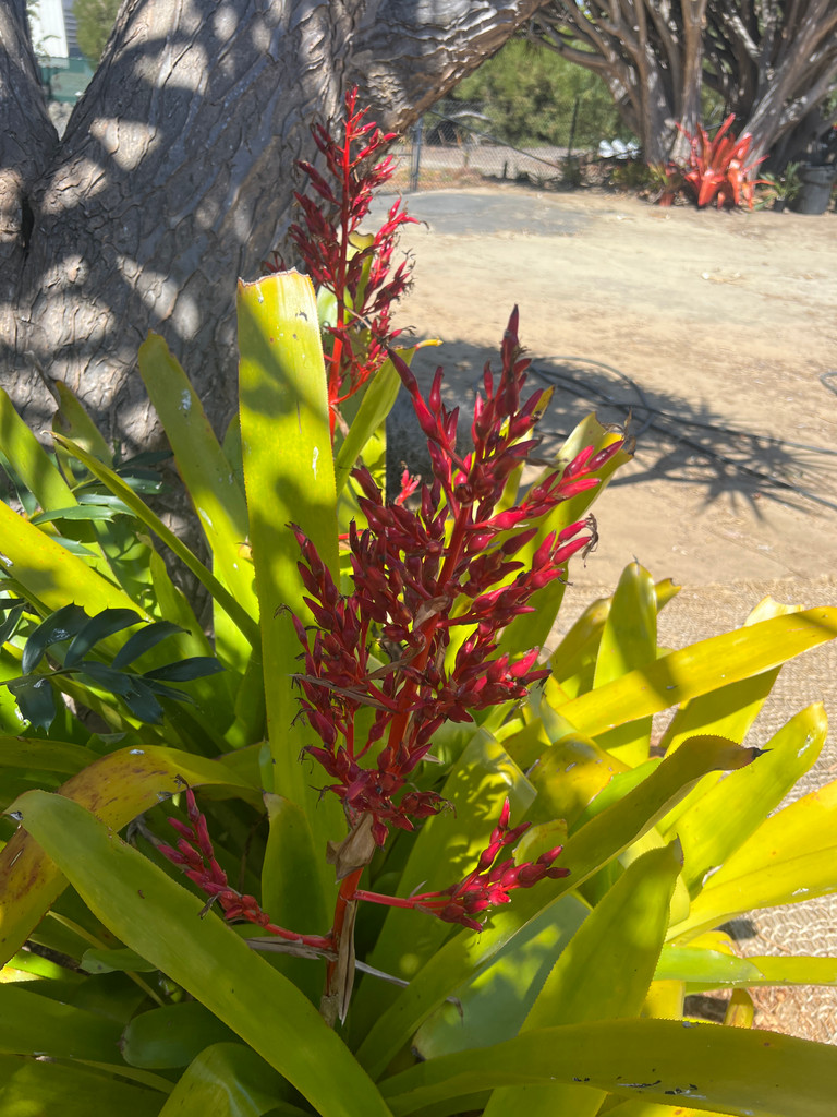 Aechmea amicorum