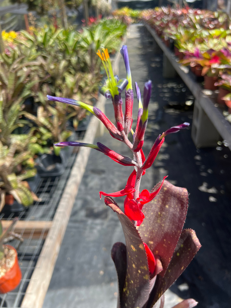 Billbergia Eleanor Rigby
