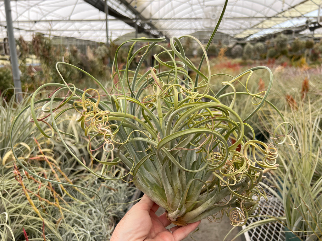 Tillandsia caput medusae x exserta