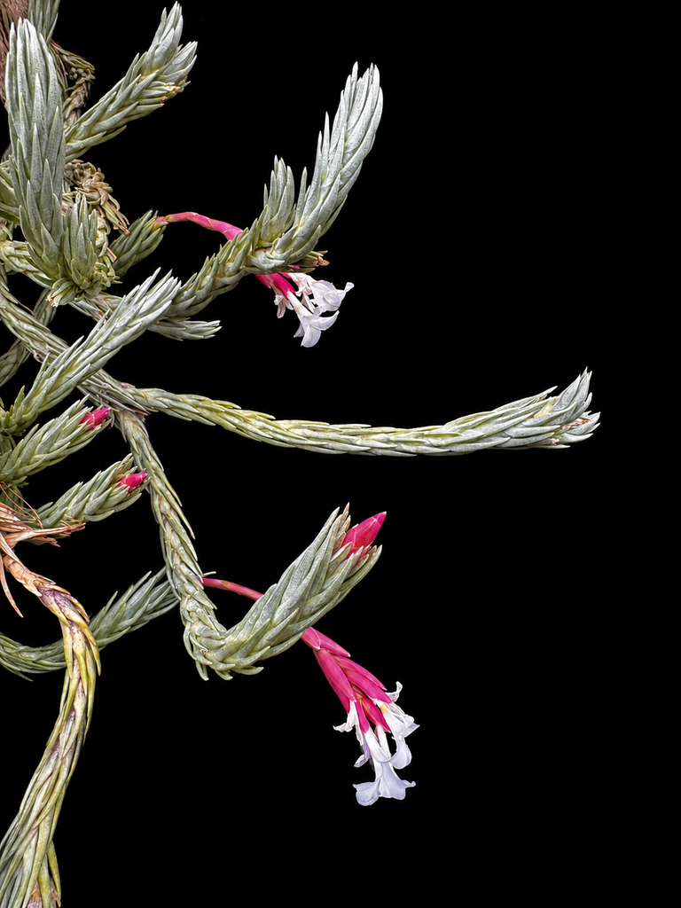 Tillandsia araujei v. minima