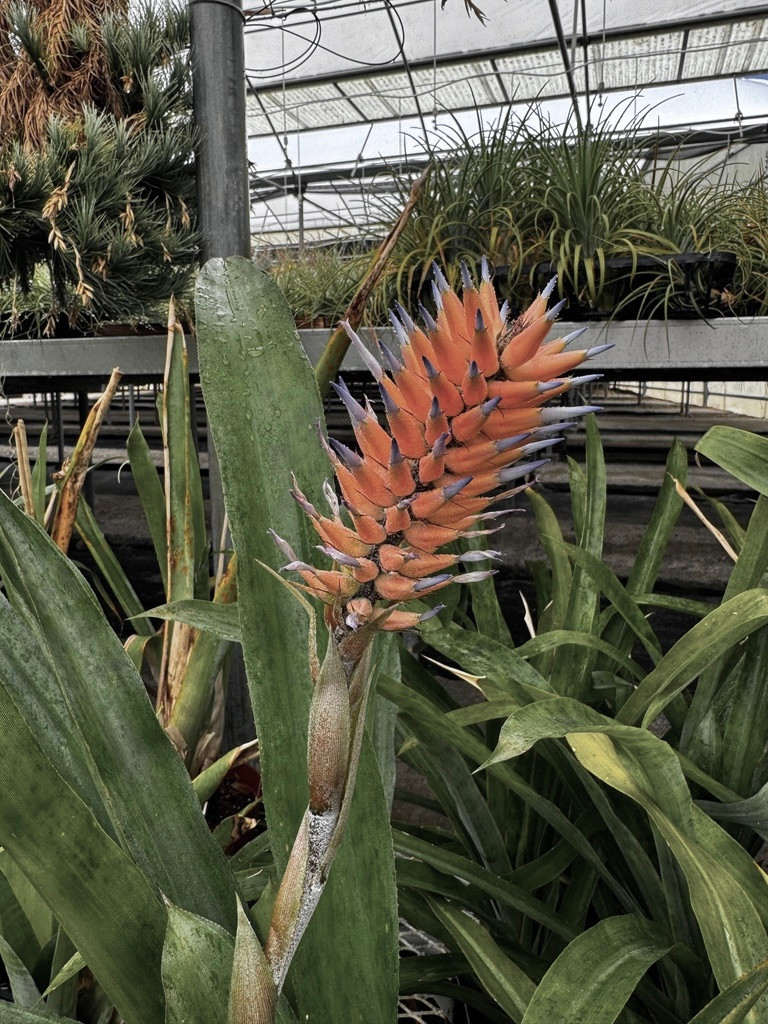 Ronnbergia species (2, coral/blue)