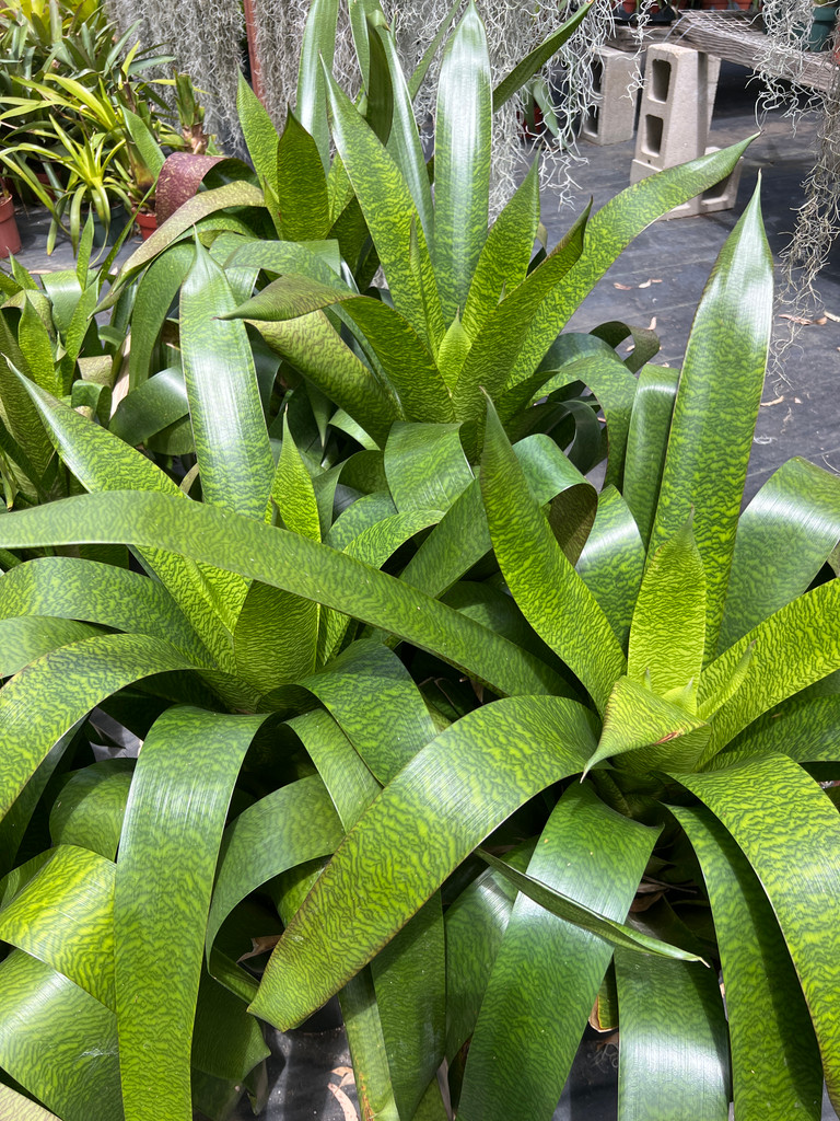 Vriesea heiroglyphica hybrid