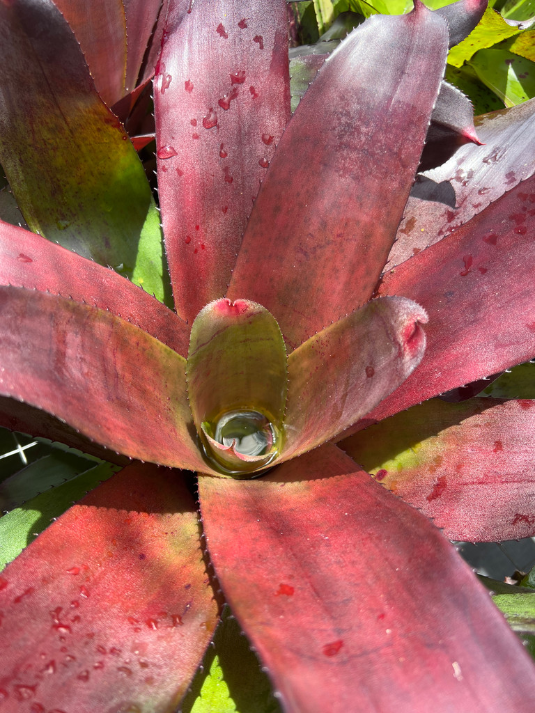 Neoregelia Chardonnay