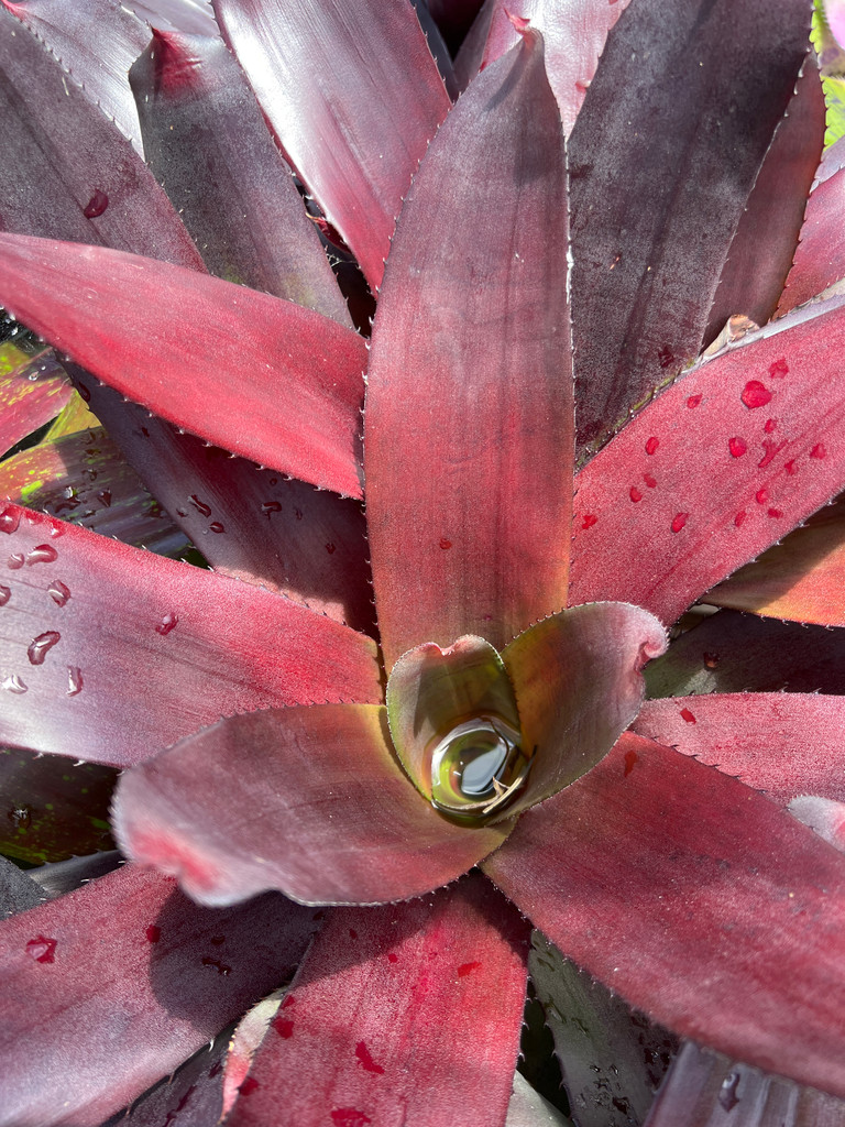 Neoregelia Chardonnay