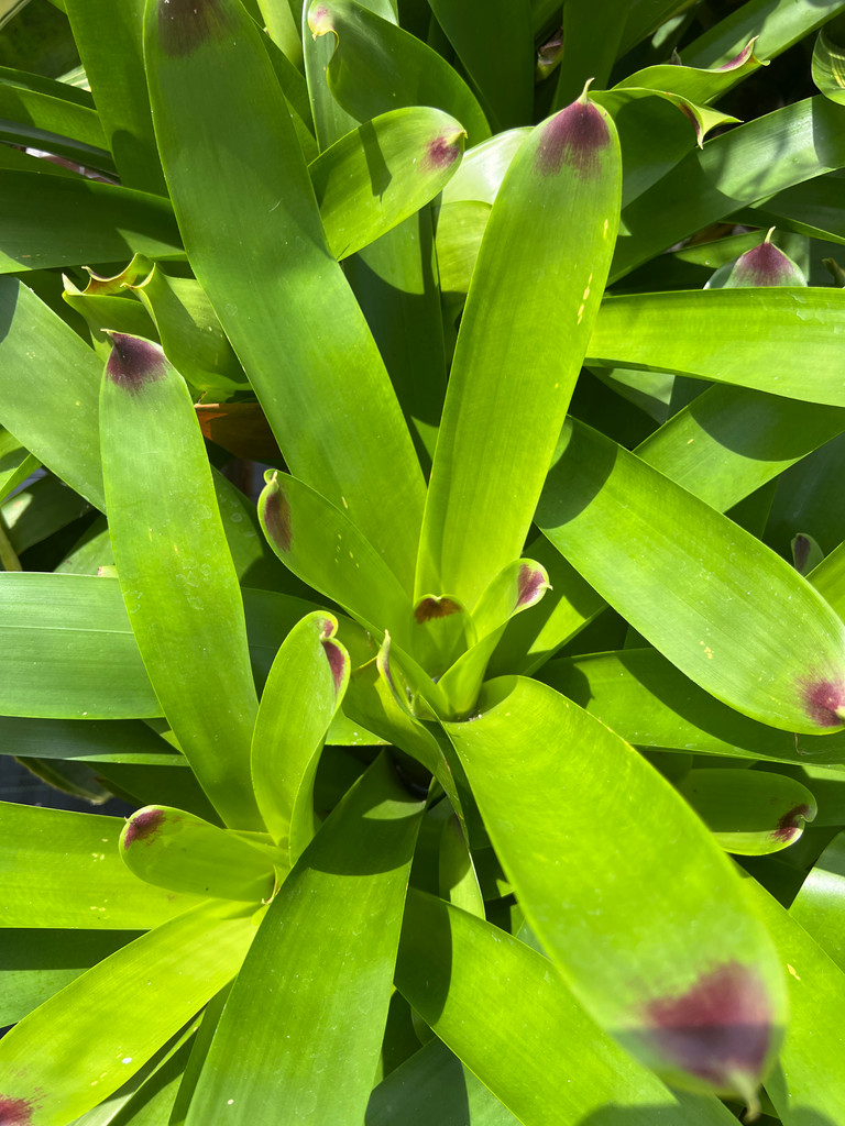Vriesea philippocoburgii