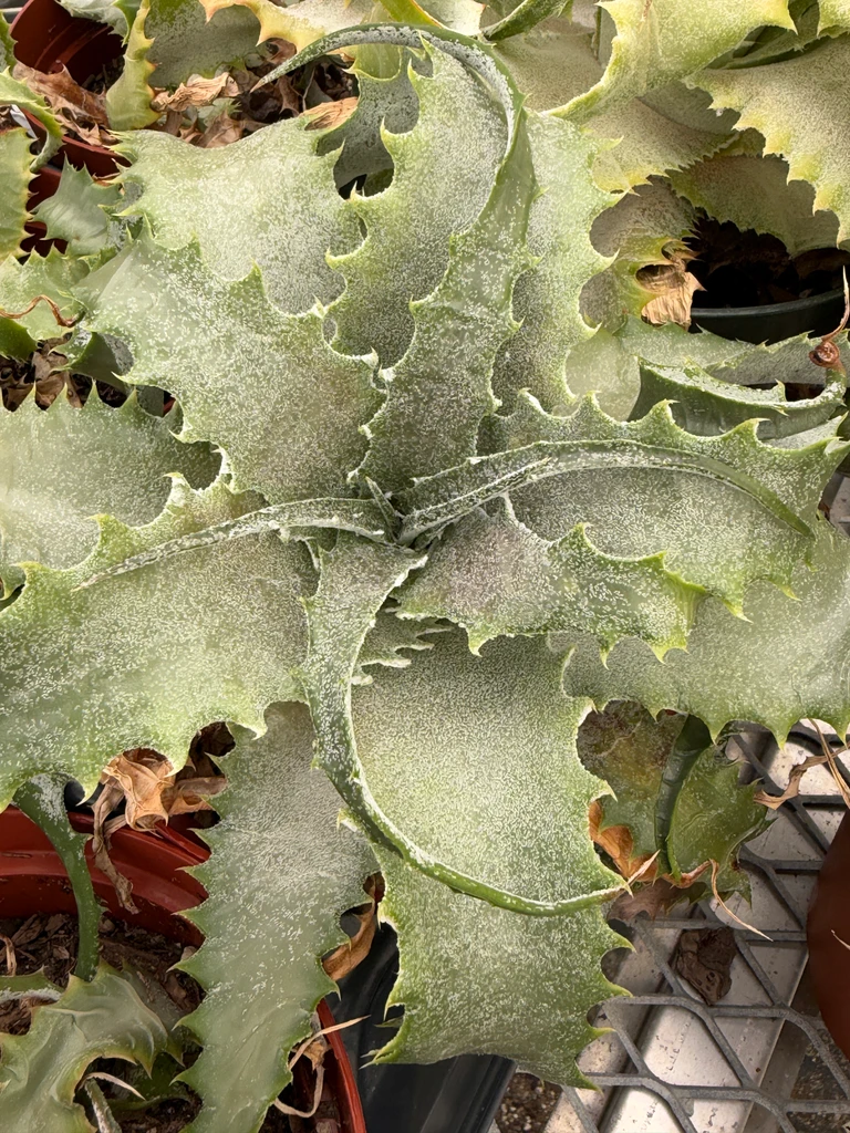 Hechtia lanata