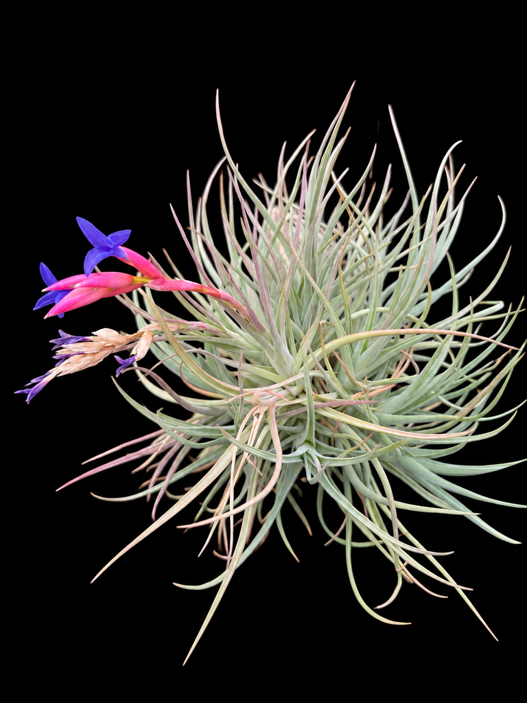 Tillandsia winkleri