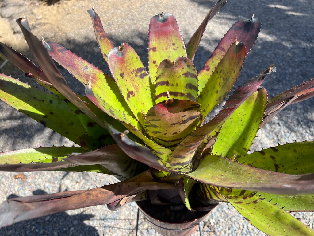 Neoregelia carcharadon 'Tiger'