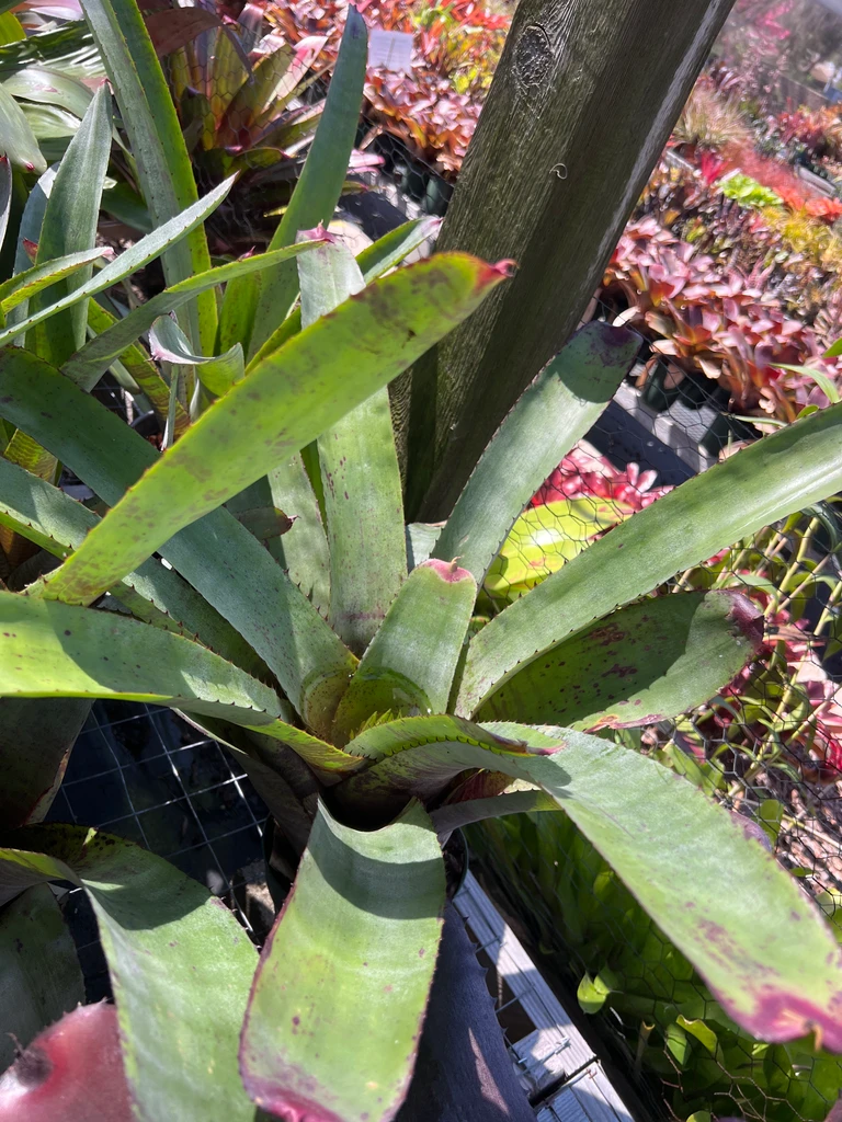 Neoregelia carcharodon (Giant)