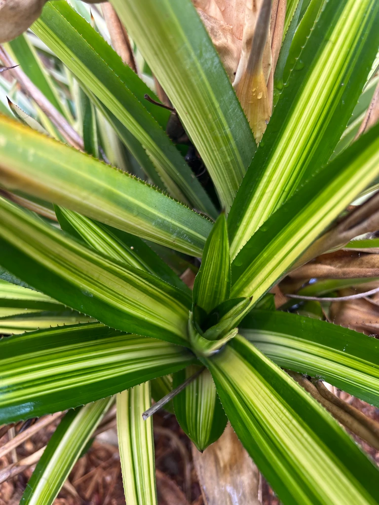 Aechmea ornata var. nationalis 'Variegated'