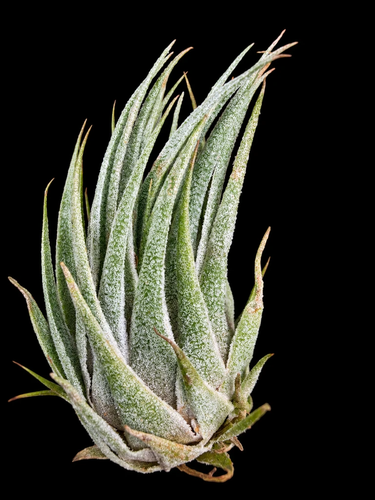 Tillandsia sprengeliana X kautskyi