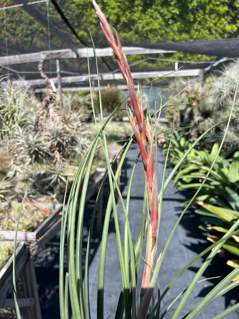 Tillandsia schusteri x flabellata