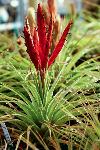 Tillandsia Mayan Princess (T. rhomboidea x fasciculata 'Percal