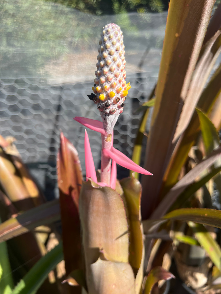 Aechmea bromeliifolia 'Rubra'