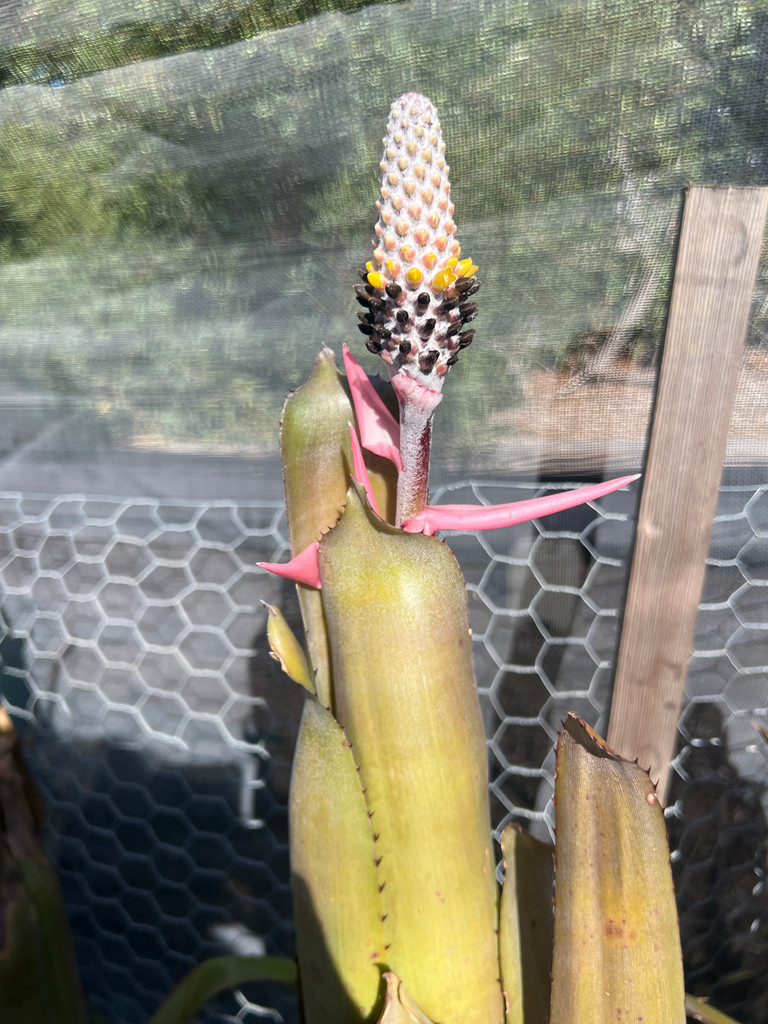 Aechmea bromeliifolia 'Rubra'