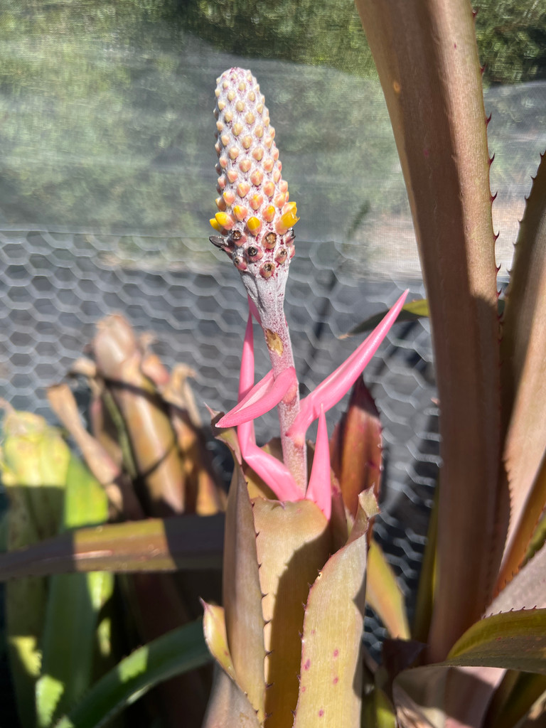 Aechmea bromeliifolia 'Rubra'