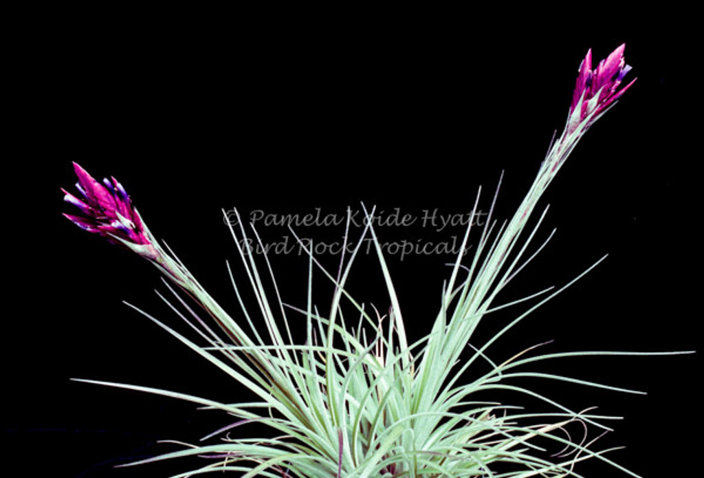 Tillandsia floribunda small form, (Ecuador)