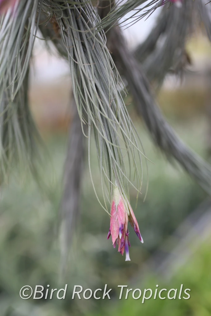Tillandsia tomekii