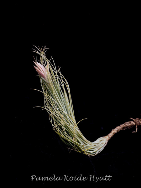Tillandsia tomekii - Bird Rock Tropicals
