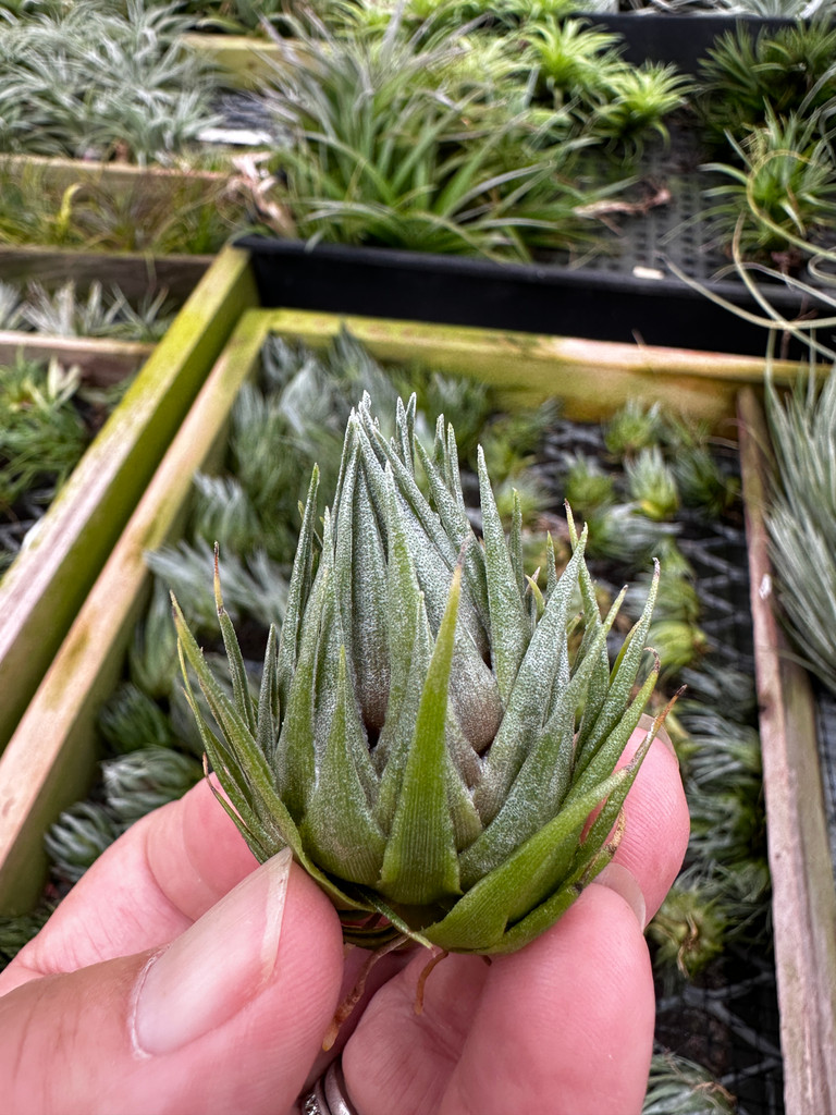Tillandsia kautskyi