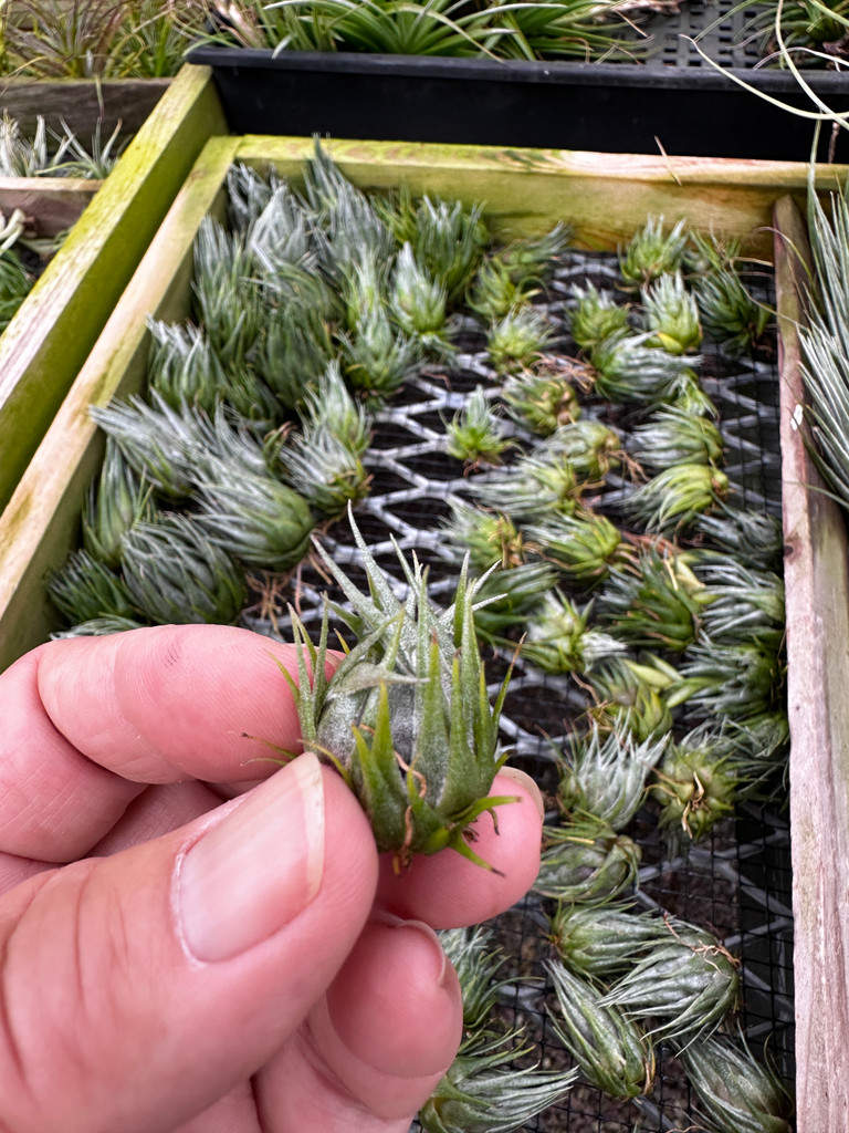 Tillandsia kautskyi