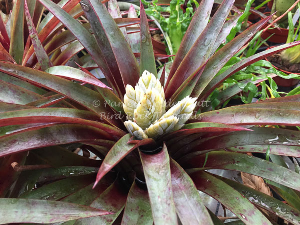 Tillandsia raackii