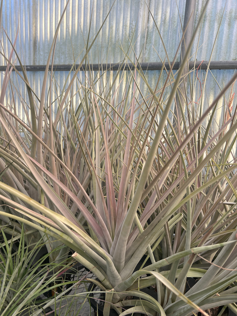 Tillandsia guenther-nolleri