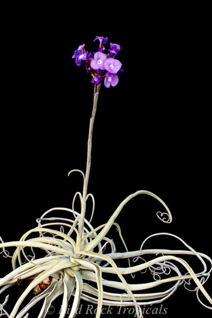 Tillandsia streptocarpa 'Orchid'